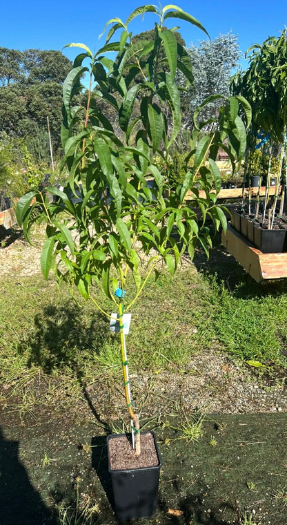 fantasia Nectarine