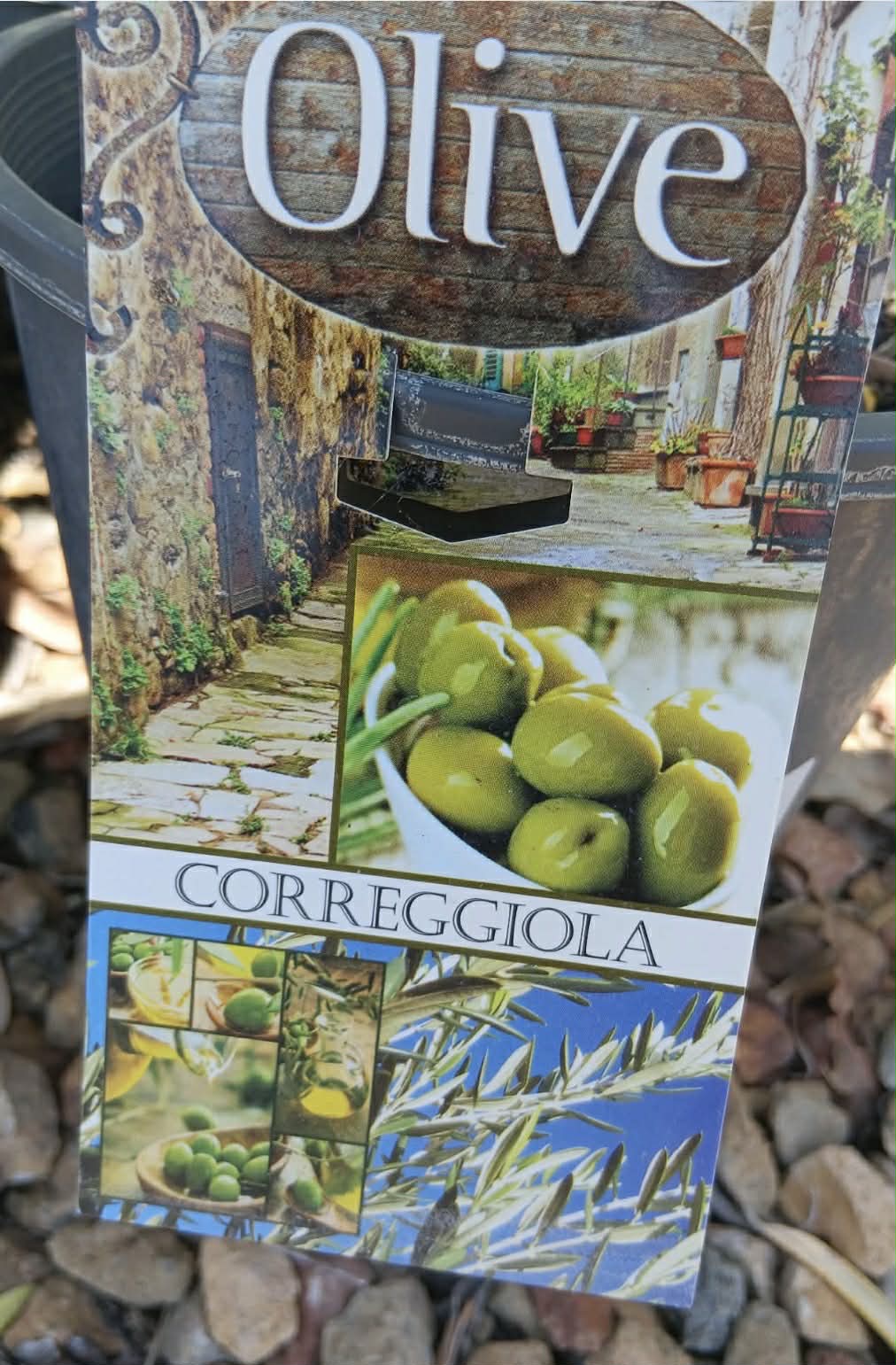 Olive Corriggiola Variety