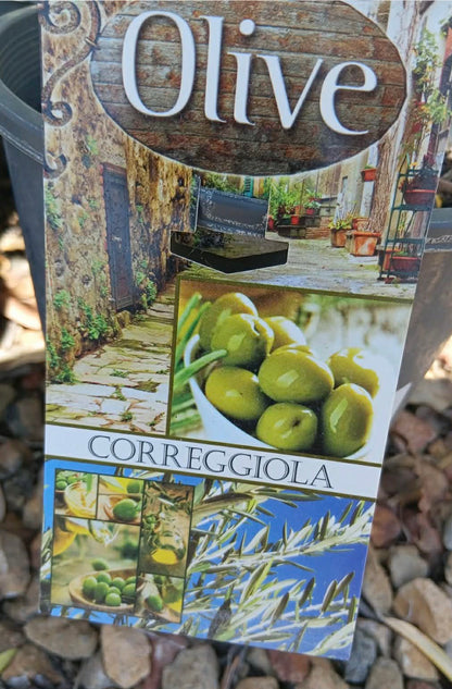 Olive Corriggiola Variety