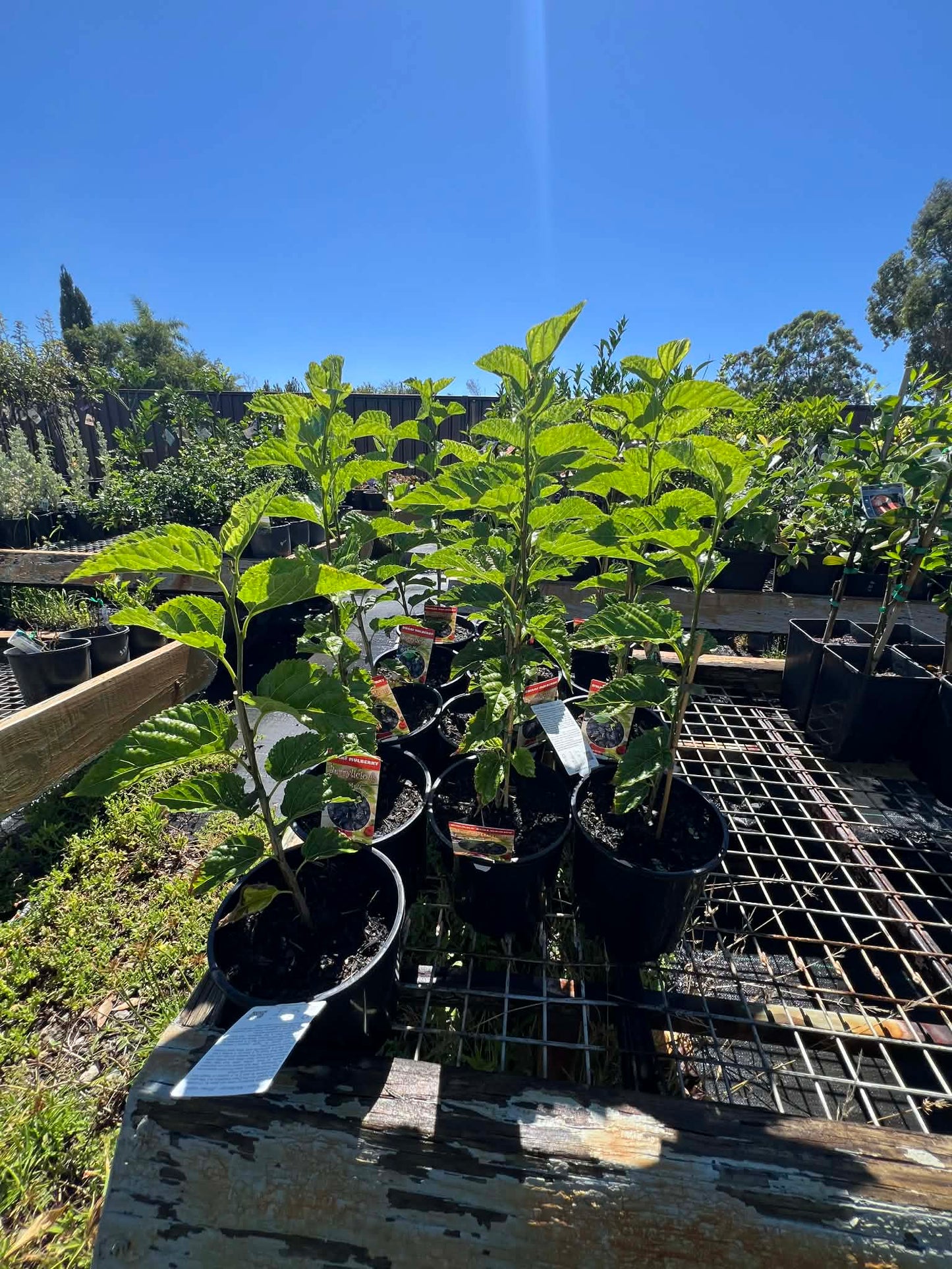 Dwarf Black Mulberry