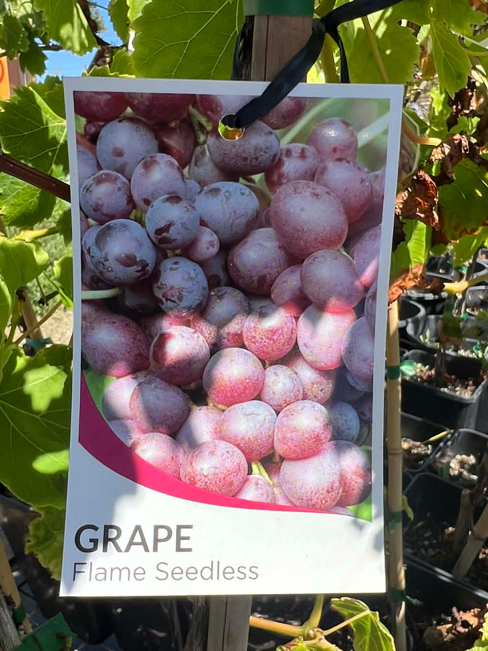 Grape Vine Flame Seedless Variety