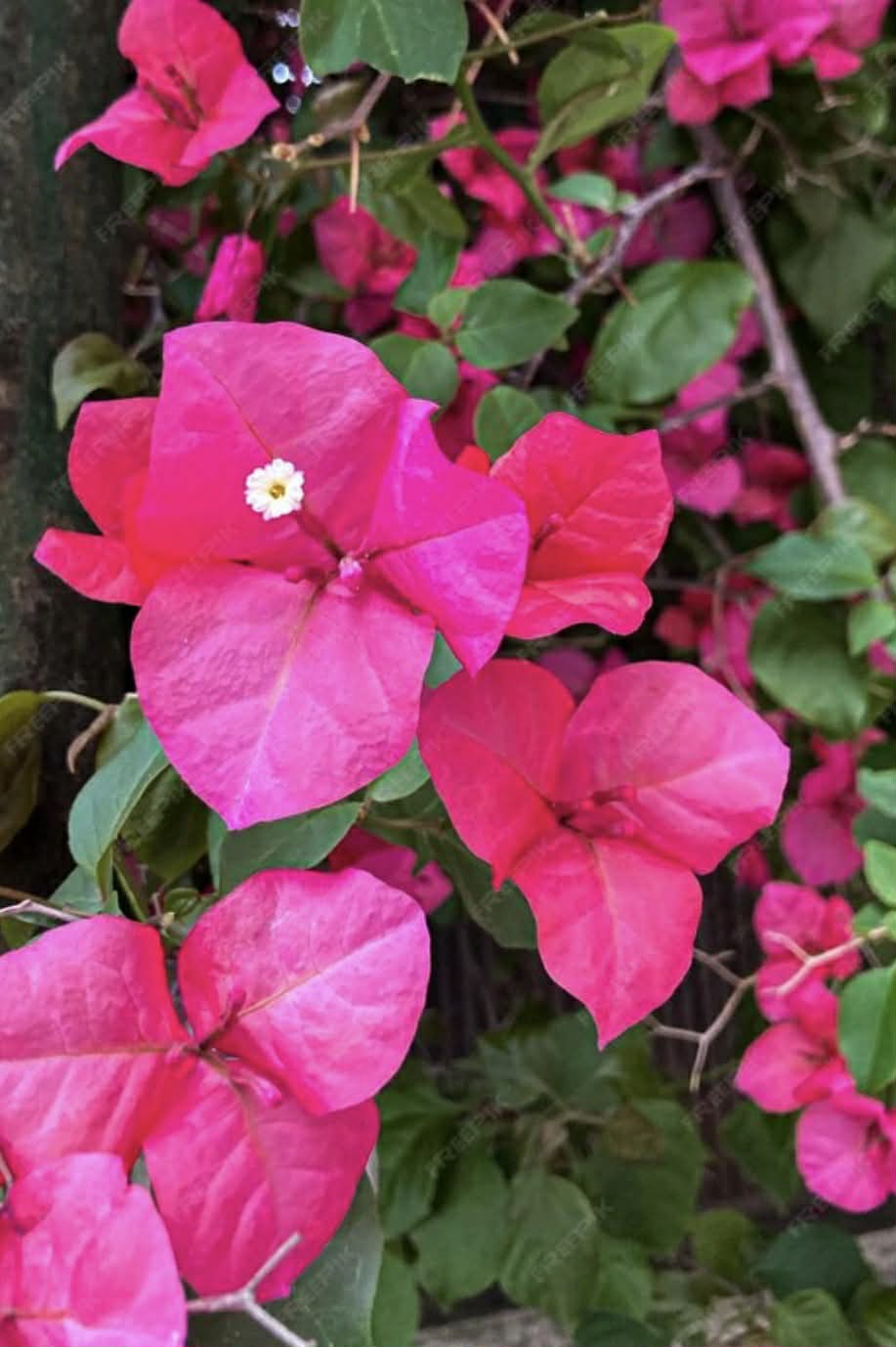 Bougainvillea Pau Pau Variety