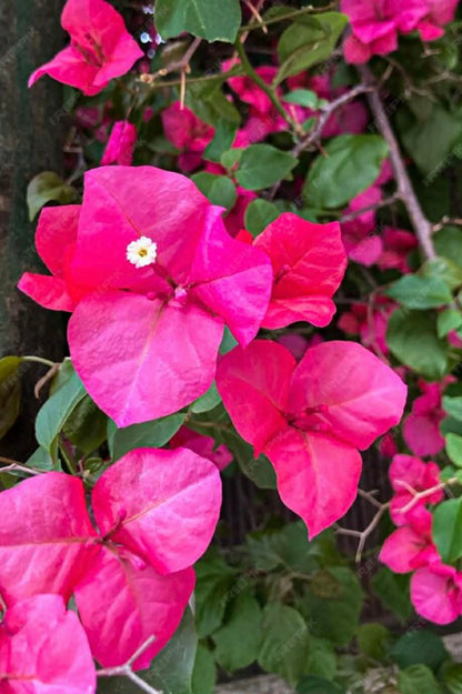 Bougainvillea Pau Pau Variety