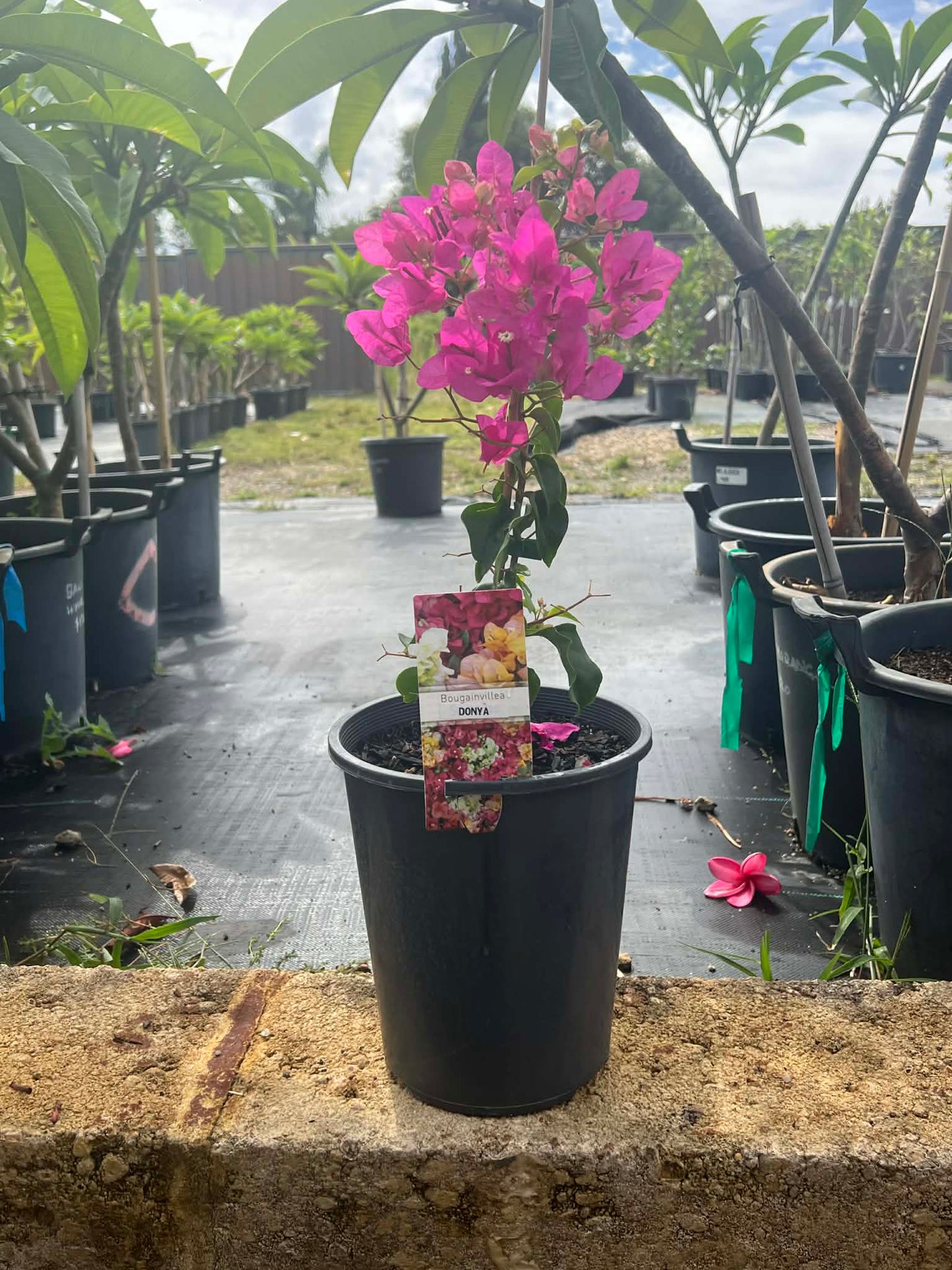Bougainvillea Donya Variety