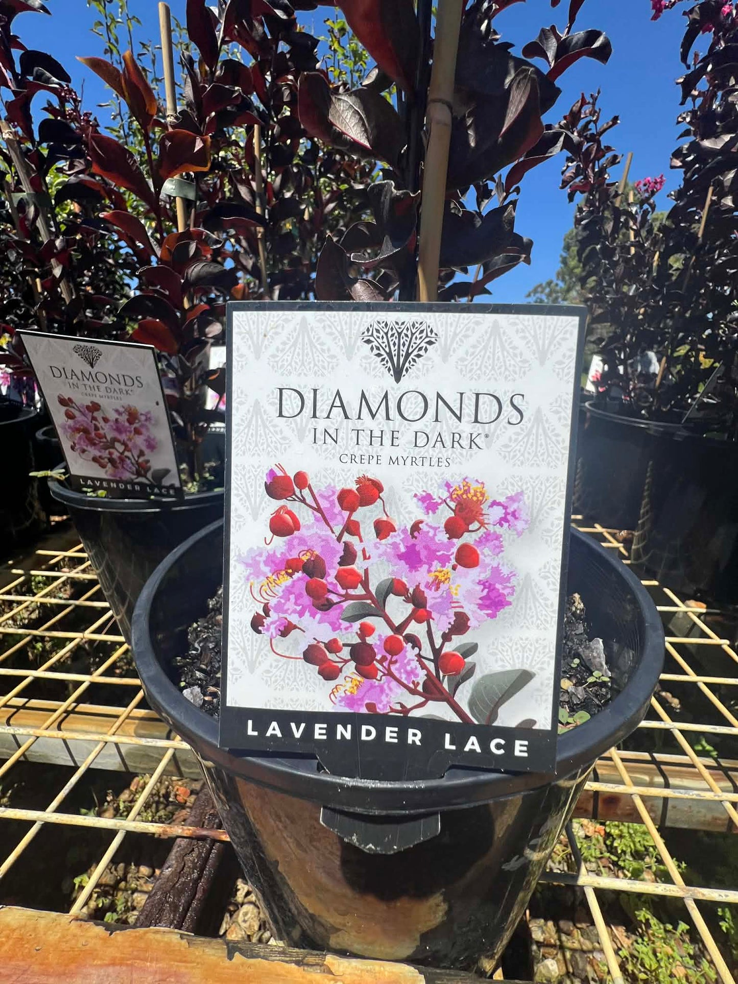 Diamonds In The Dark Lavender Lace Crepe Myrtle