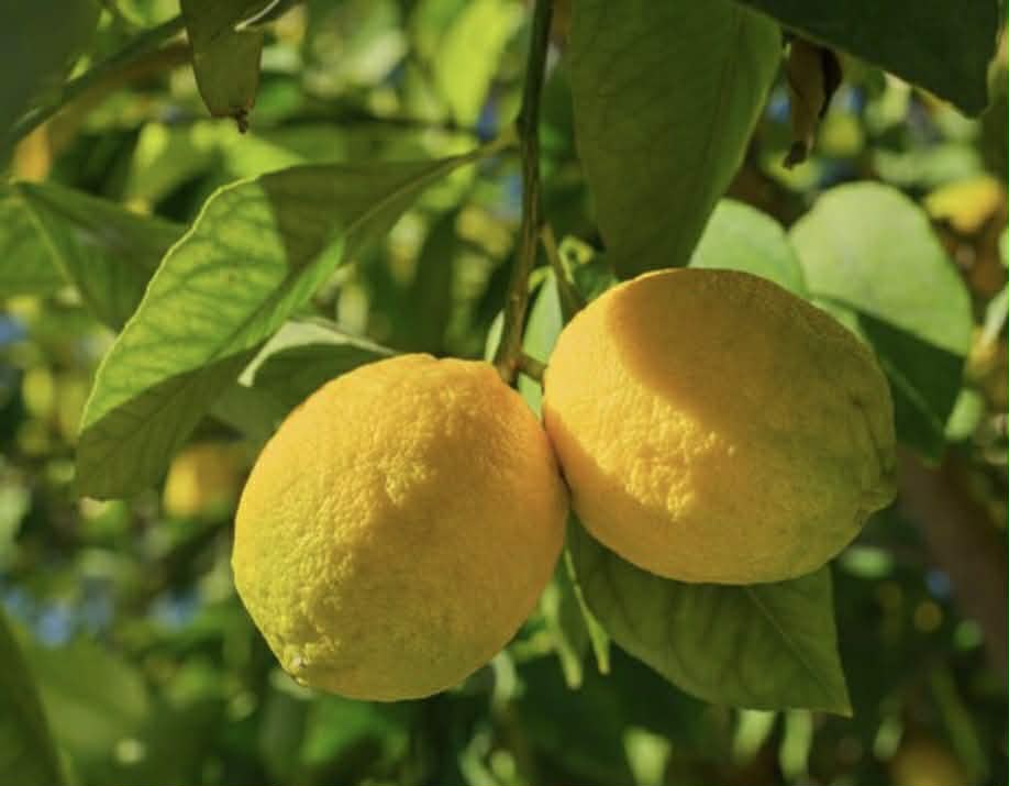 Lemon Seedless Eureka (Lemon Heaven)