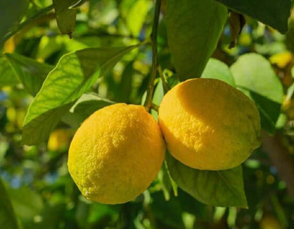 Lemon Seedless Eureka (Lemon Heaven)