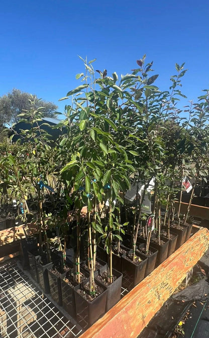 Crab Apple Mulus Spectabillis Variety