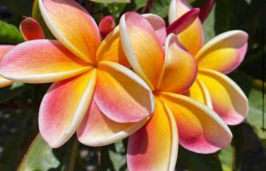 Frangipani Dwarf Penang Peach