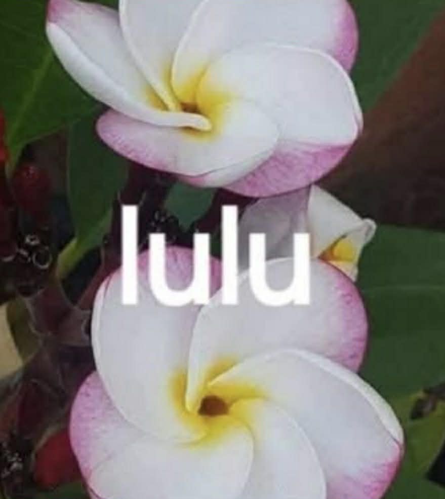 Special Dwarf Lulu Frangipani