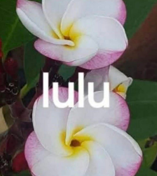 Special Dwarf Lulu Frangipani