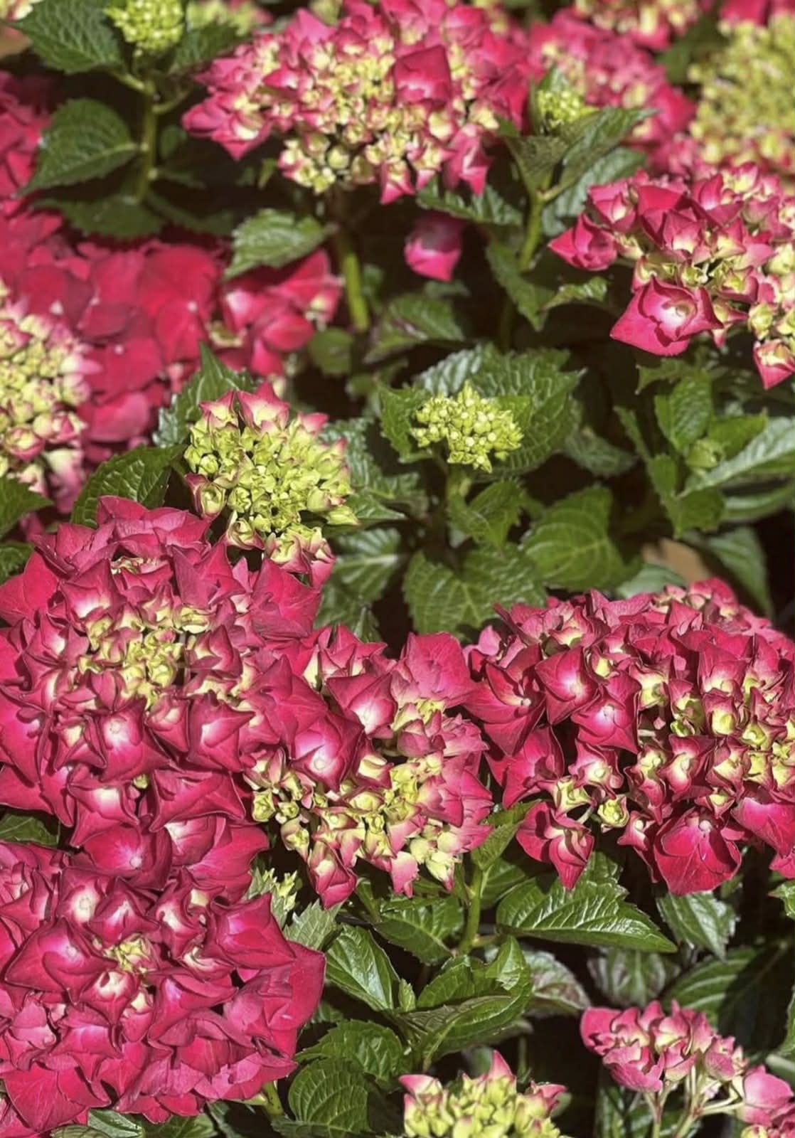 Hydrangea Magical Revolution Variety