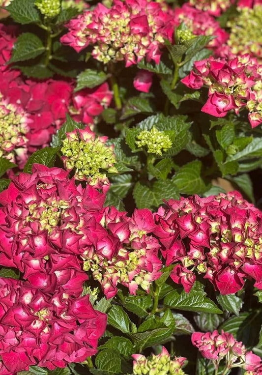 Hydrangea Magical Revolution Variety