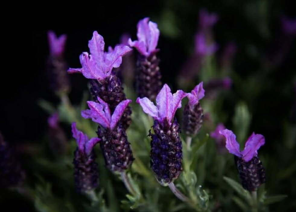 Lavender Javelin Forte Deep Purple