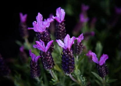 Lavender Javelin Forte Deep Purple