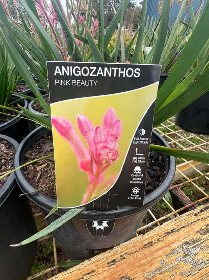 Kangaroo Paw Pink Beauty Variety