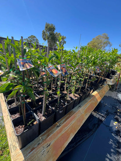 Orange Washington Navel Variety