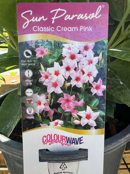 Mandevilla Classic Cream Pink variety