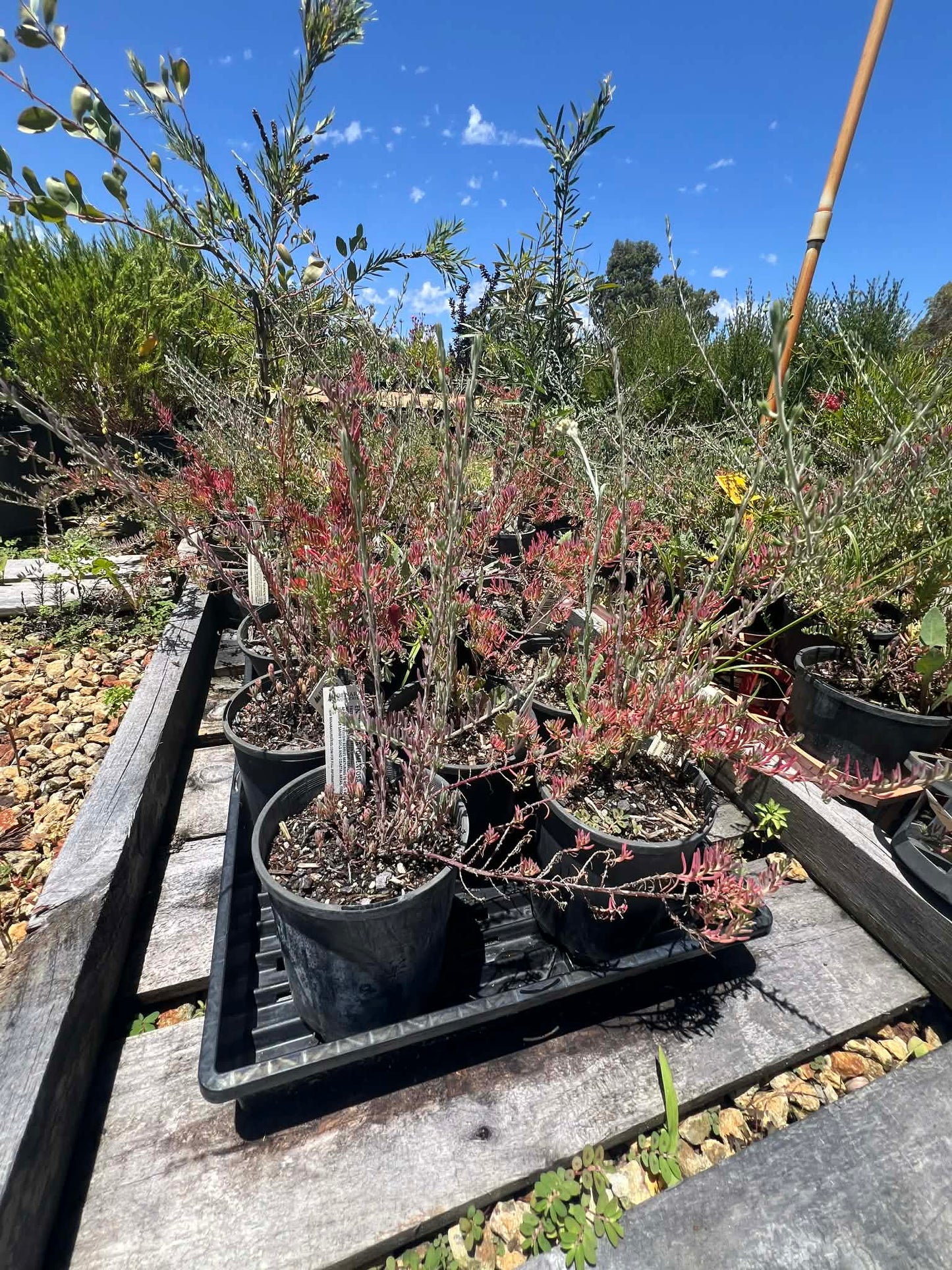 Ruby Saltbush
