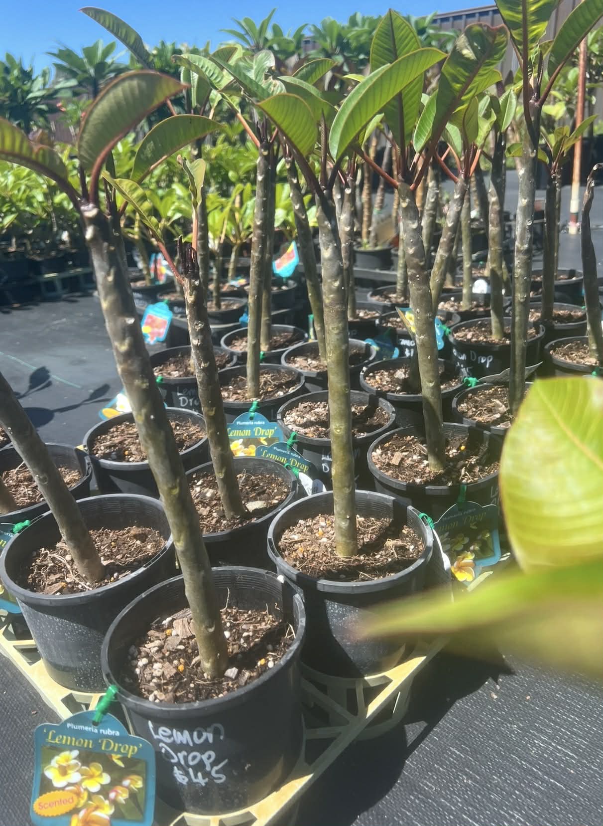 Frangipani Lemon Drop