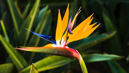 Dwarf Orange Bird Of Paradise (Sun Hardened)