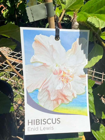 Hibiscus Enid Lewis