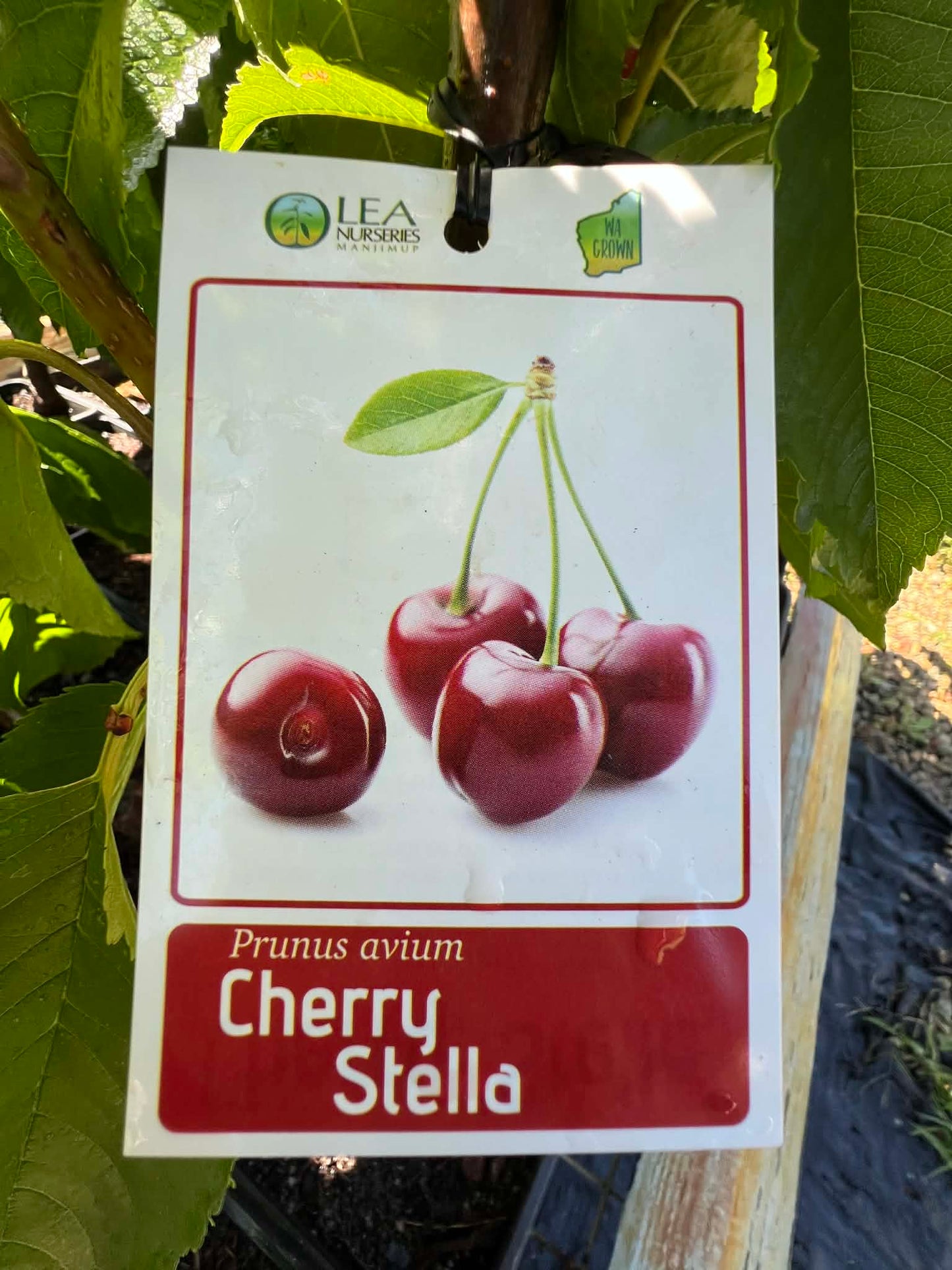 Stella Cherry Trees