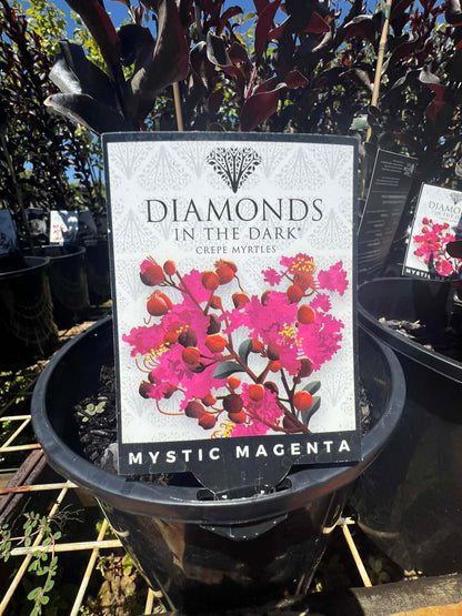 Diamonds In The Dark Mystic Magenta Crepe Myrtle