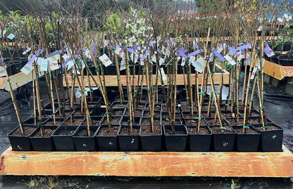 Plum Santa Rosa Variety