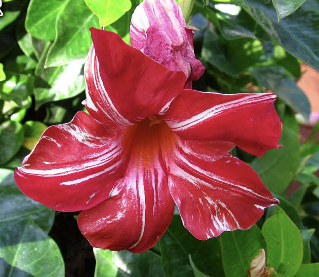 Mandevilla Stars and Stripes Variety