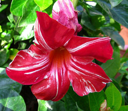 Mandevilla Stars and Stripes Variety