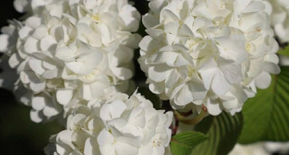 Hydrangea Magical Pearl Variety