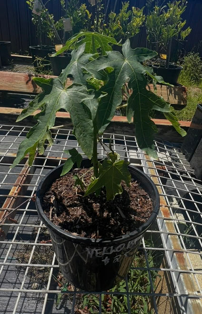 Bisexual Gold Paw Paw