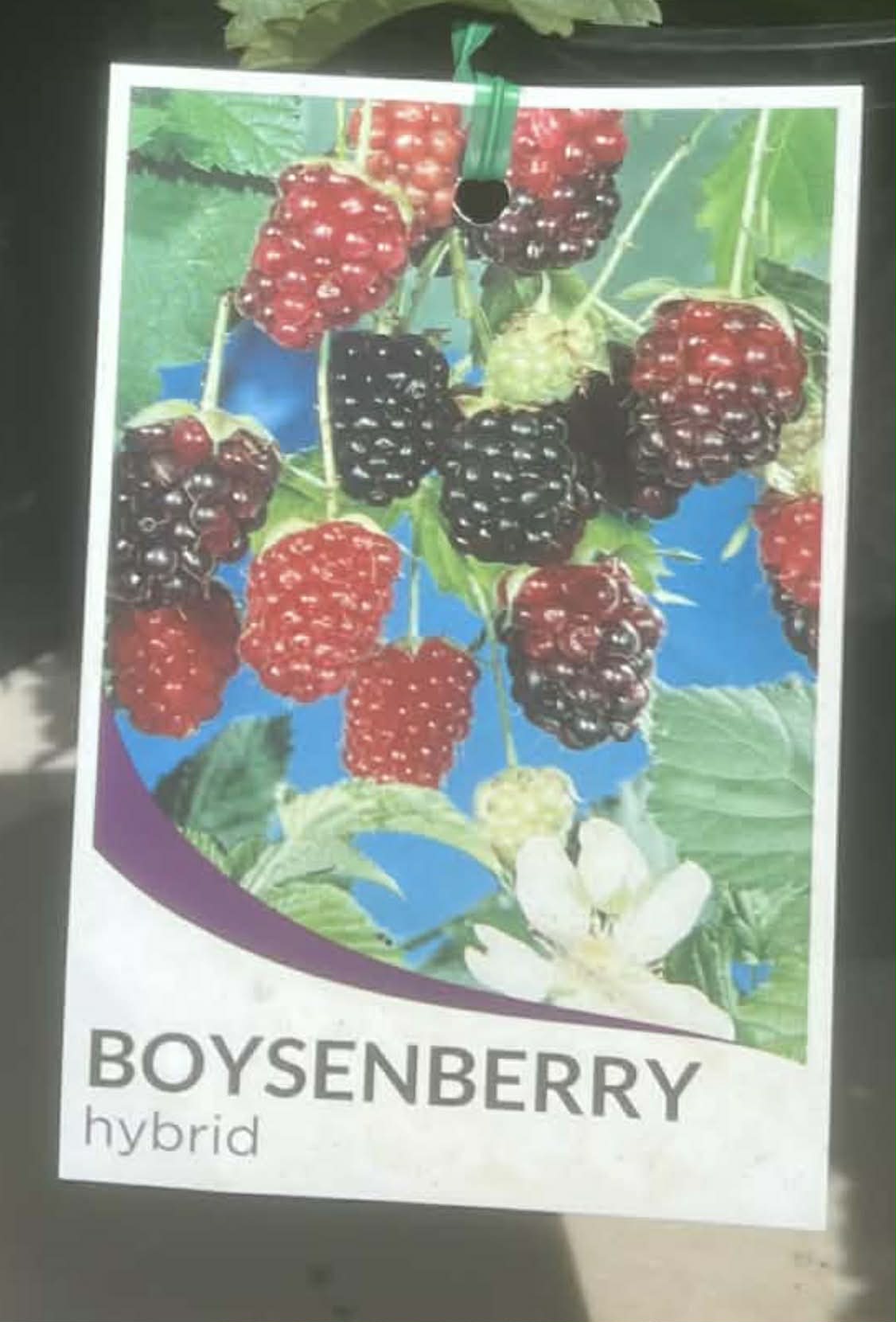 Boysenberry