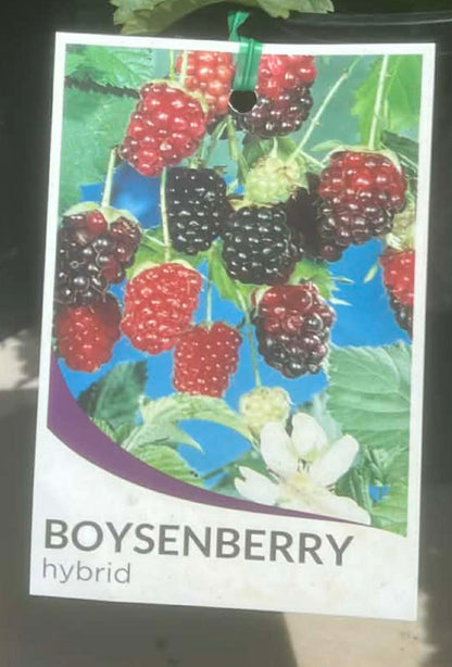 Boysenberry