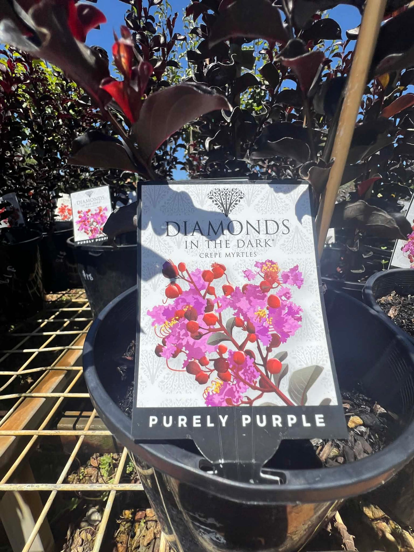 Diamonds In The Dark Purely Purple Crepe Myrtle