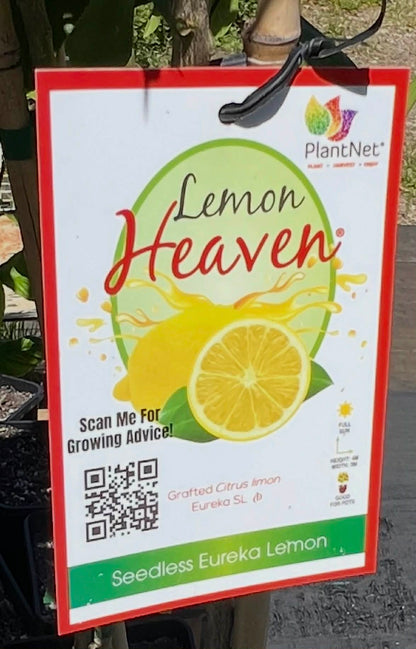 Lemon Seedless Eureka (Lemon Heaven)