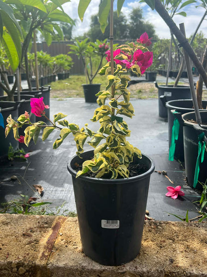 Bougainvillea Raspberry Ice Variety