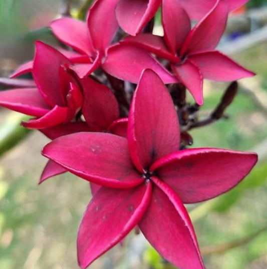 Frangipani Darwin Blood