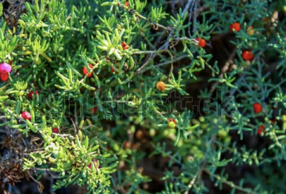 Ruby Saltbush – Anything And Everything Plants
