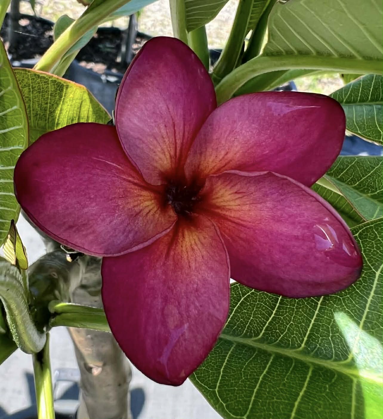 Frangipani Lulu's Blood