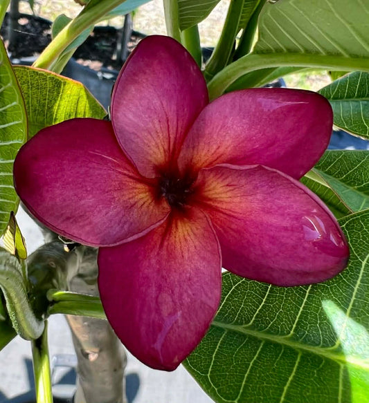 Frangipani Lulu's Blood