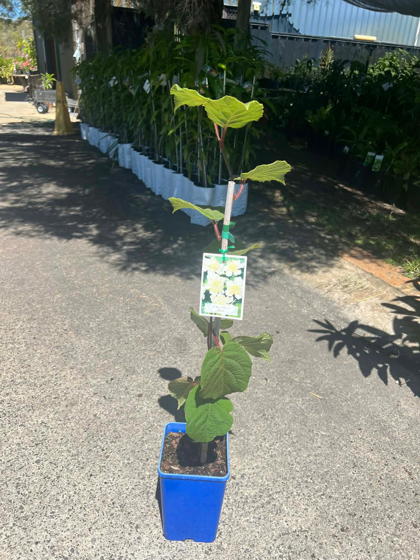 Kiwi Fruit Tree (Male)