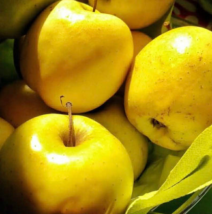 Apple Golden Delicious Variety