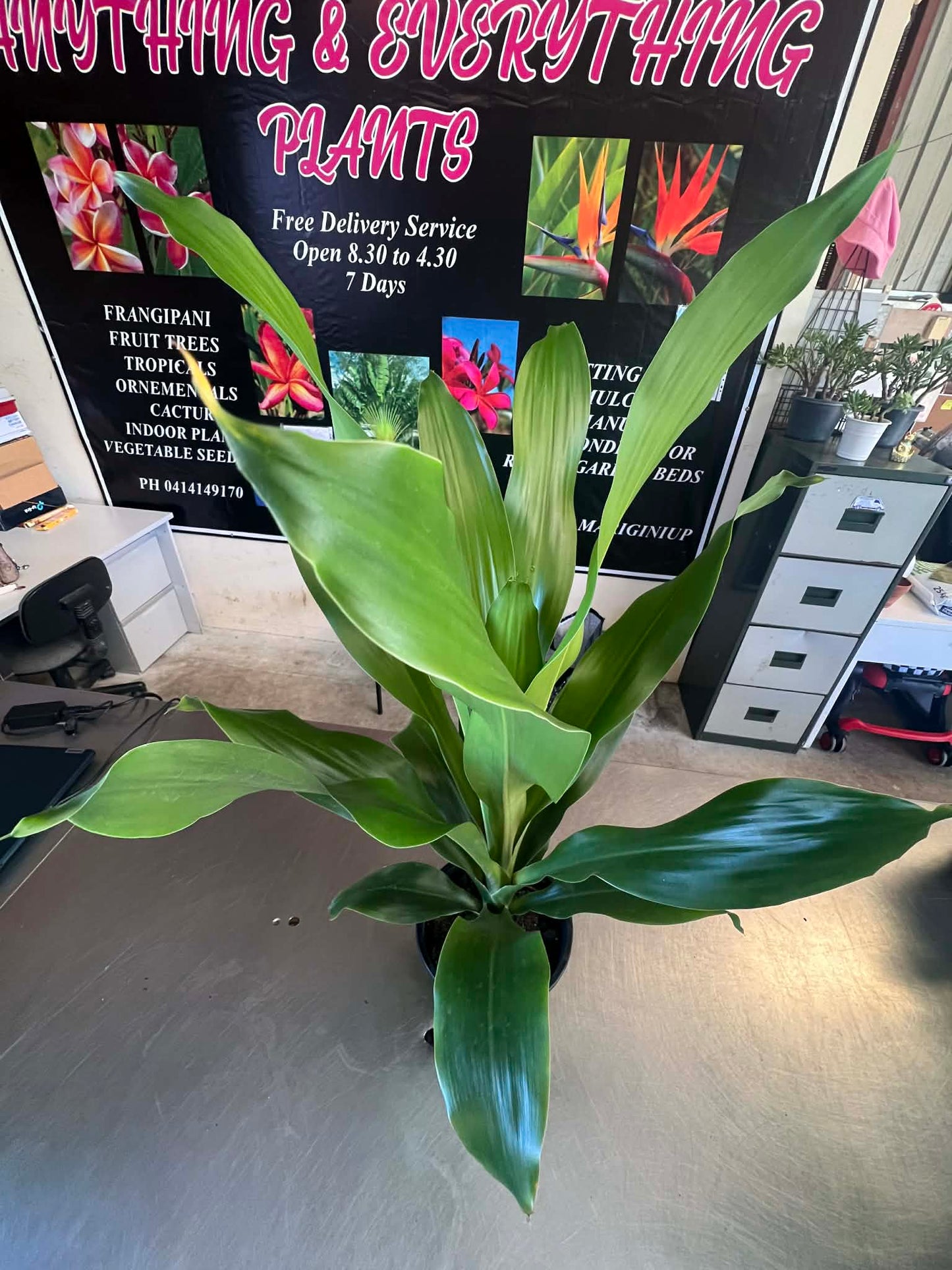 Dracaena Burley Variety