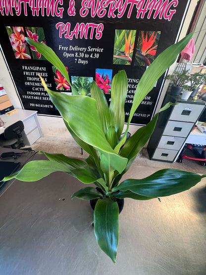 Dracaena Burley Variety