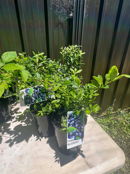 Blueberry Vitality Variety