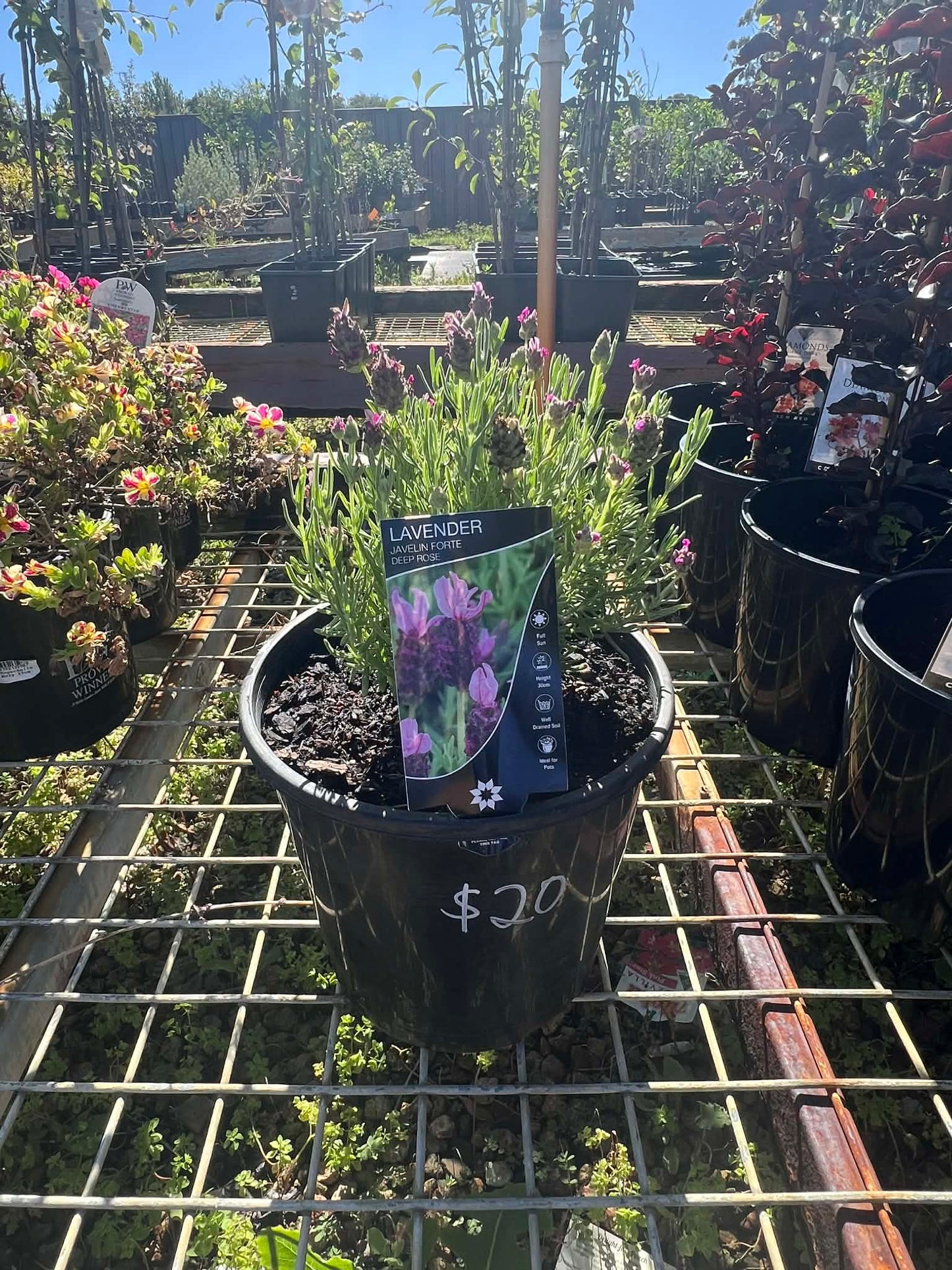 Lavender Javelin Forte Deep Rose