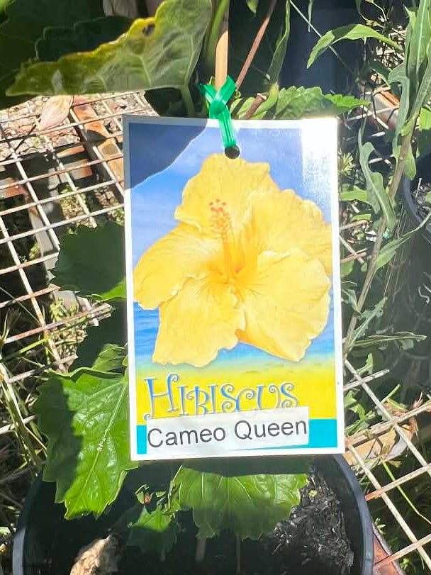 Hibiscus Cameo Queen