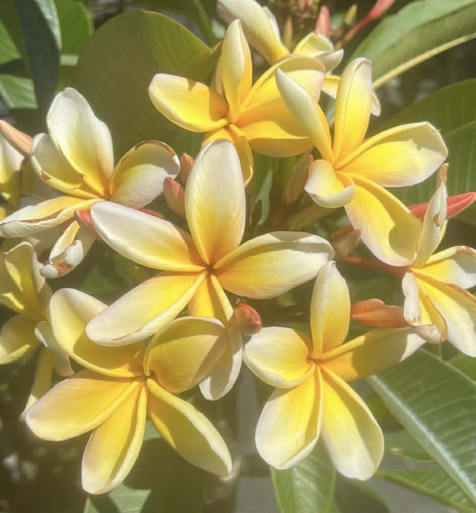 Frangipani Goldilocks